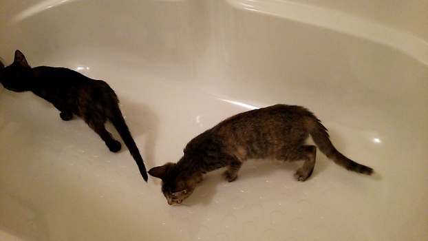 風呂場に慣れるトレーニング中の仔猫たち