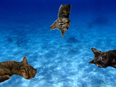 深海の猫